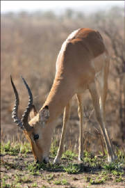 impala-antelope-1.jpg